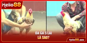 Đá gà 5 lai là sao?